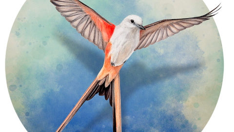 Wingspan